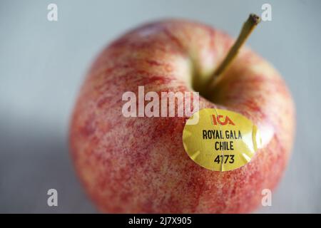 Ein Royal Gala Apfel aus Chile. Stockfoto