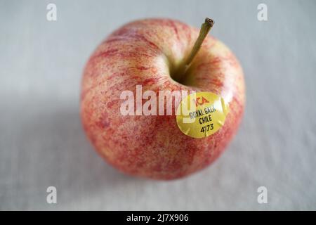 Ein Royal Gala Apfel aus Chile. Stockfoto