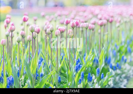 Schöne rosa Tulpen auf einem langen Stiel und blaue Traubenhyazinthen oder Muscari armeniacum im Park. Frühjahrssaison in den Niederlanden. Weicher, selektiver Fokus Stockfoto