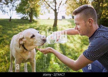 Hund Trinkwasser aus Plastikflasche. Tierbesitzer kümmert sich um seinen labrador Retriever an heißen, sonnigen Tagen. Stockfoto