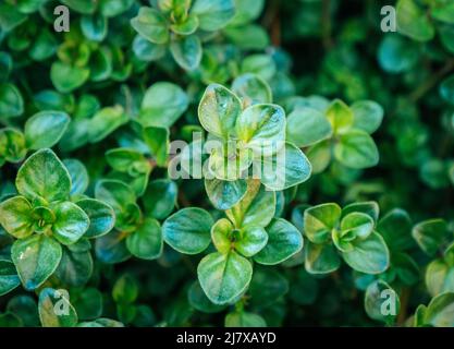 Nahaufnahme Orange Thymian aromatische Gartenkräuter Hintergrundstruktur Stockfoto