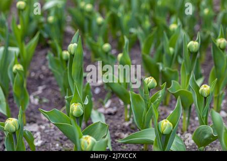 Junge ungeöffnete grüne Tulpenknospen wachsen auf dunklem Boden. Hochwertige Fotos Stockfoto