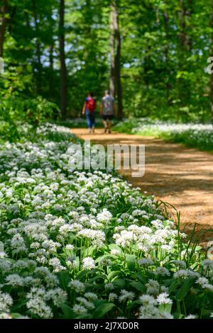 Quedlinburg, Deutschland. 11.. Mai 2022. Im Brühl fällt Sonnenlicht auf den Boden, der von blühendem Bärlauch bedeckt ist. Der aus Bäumen bestehende Park südlich des Schlosshügels in Quedlinburg verwandelt sich jedes Jahr im Mai, je nach Wetterlage, in einen blühenden Bärlauch-Wald. In den Restaurants der Stadt finden Sie auch Bärlauch auf der Speisekarte. Quelle: Klaus-Dietmar Gabbert/dpa/Alamy Live News Stockfoto