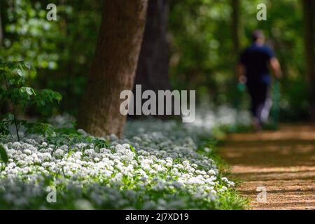 Quedlinburg, Deutschland. 11.. Mai 2022. Im Brühl fällt Sonnenlicht auf den Boden, der von blühendem Bärlauch bedeckt ist. Der aus Bäumen bestehende Park südlich des Schlosshügels in Quedlinburg verwandelt sich jedes Jahr im Mai, je nach Wetterlage, in einen blühenden Bärlauch-Wald. In den Restaurants der Stadt finden Sie auch Bärlauch auf der Speisekarte. Quelle: Klaus-Dietmar Gabbert/dpa/Alamy Live News Stockfoto