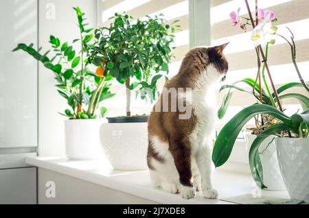 Die selbstgewachsene siamkatze sitzt auf der Fensterbank und schaut durch das Fenster. Haustier ist von innen gewachsenen dekorativen Pflanzen in weißen Blumentöpfen umgeben. Stockfoto