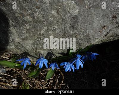 Die erste Scilla siberica dieses Frühlings, die mit gebeugten Köpfen nahe an einem großen Felsen steht. Ursprünglich eine alte Gartenpflanze, die zu einer wilden Blume wurde Stockfoto
