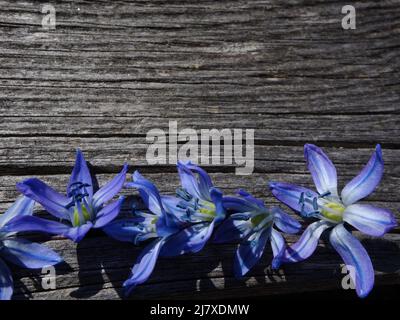 Die schöne blaue Frühlingsblume Scilla siberica legte sich in einer Reihe auf ein Holzbrett. Ideal für die Verwendung als Karten, Einladungen oder das Einfügen eines Bildes. Stockfoto