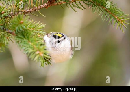 Ich fotografierte dieses Golden Crowned Kinglet während eines Nachmittagsspaziergangs mit meinem Hund in einem Naturschutzgebiet in der Nähe unseres Hauses in Door County Wisconsin. Stockfoto