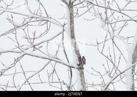 Ein Buntspecht (Dendrocopos major), der auf dem Stamm eines schneebedeckten wilden Kirschbaums (Prunus Avium) auf der Suche nach Nahrung bei kaltem Wetter thront Stockfoto