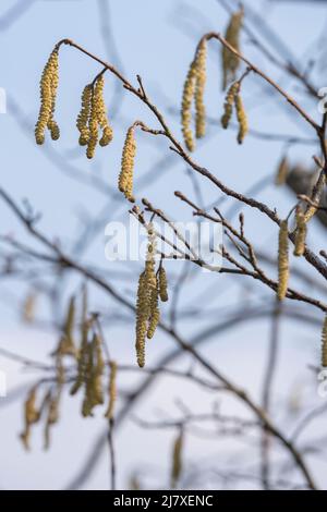 Männliche Kätzchen an den Zweigen eines Haselbaums (Corylus Avellana) in Spring Sunshine Stockfoto