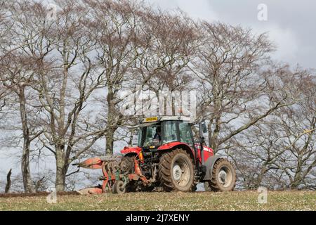 Ein Red Massey Ferguson-Traktor, der auf einem Feld neben einer Reihe von Buchenbäumen (Fagus sylvatica) in Aberdeenshire pflügt Stockfoto