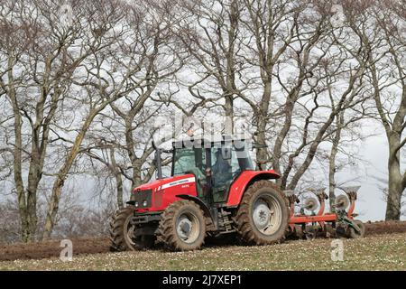 Ein Massey Ferguson-Traktor mit einem umkehrbaren Pflug, der im Frühjahr auf einem Feld vor einer Reihe von Buchenbäumen arbeitet Stockfoto