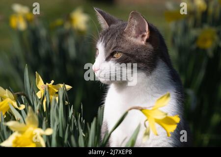 Eine grau-weiße Tabby-Katze, die in einem Garten unter Narzissen in Spring Sunshine sitzt Stockfoto