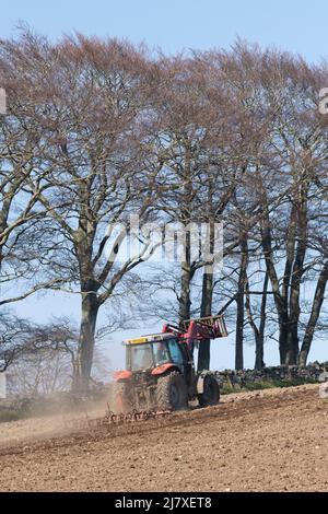 Ein Massey Ferguson-Traktor, der in Spring Sunshine mit Buchenbäumen (Fagus sylvatica) im Hintergrund einen Kulturator über ein gepflügtes Feld zieht Stockfoto