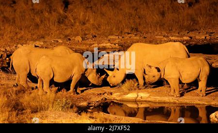 Spitzmaulnashorn am Wasserloch in der Nacht, Etosha-Nationalpark, Namibia, (Diceros bicornis) | Schwarzer Nashorn bei Nacht, Etosha National Park, Namibia, ( Stockfoto