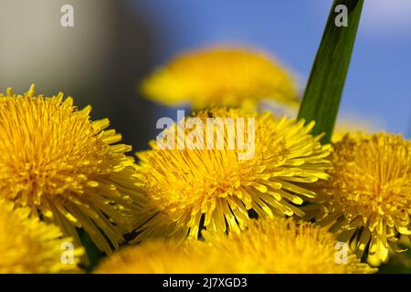Dandelionen... Gelbe Nelkenglüte. Grünes Gras und blauer Himmel. Nahaufnahme. Frühlingsgrün. Frühlingsstimmung. Stockfoto