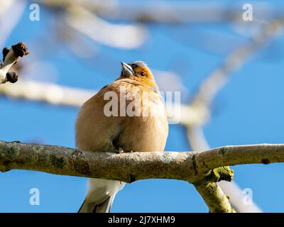 A Chaffinch, Fringilla coelebs in Austwick, Yorkshire Dales, Großbritannien. Stockfoto