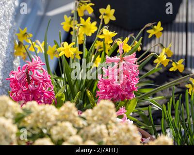 Frühlingsblumen wachsen in einer alten Schubkarre in einem Garten in Ambleside, Großbritannien. Stockfoto