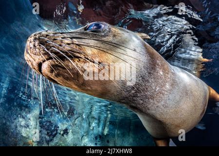 Kalifornischer Seelöwe (Zalophus californianus) in Los Islotes, Baja California Sur, Mexiko Stockfoto