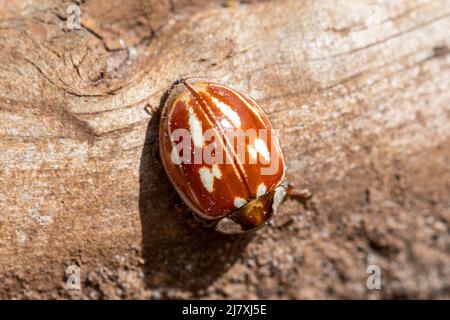 Gestreifter Marienkäfer (Myzia oblongoguttata), Großbritannien Stockfoto