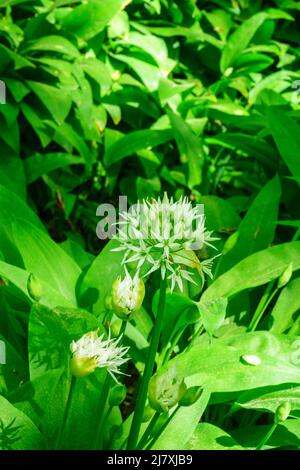 Nahaufnahme einer wilden Knoblauchblüte Stockfoto