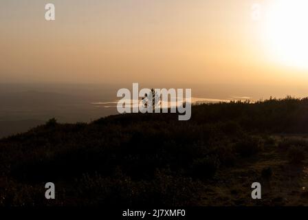 Einsame Kiefer am Hang bei Sonnenuntergang in Lagunilla heißer Tag mit Sumpf im Hintergrund Stockfoto