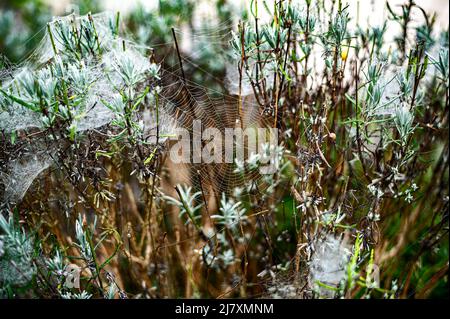Spinnennetz mit Morgentau und Lavendelbaum. Stockfoto