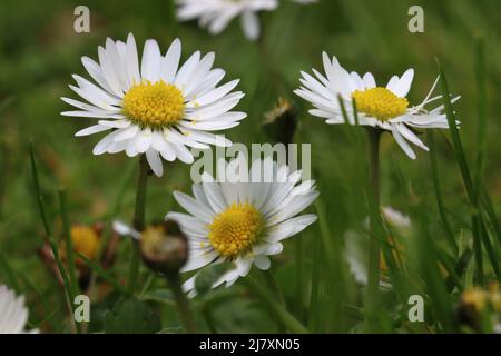 Nahaufnahme von hübschen Gänseblümchen auf einem Rasen mit selektivem Fokus Stockfoto