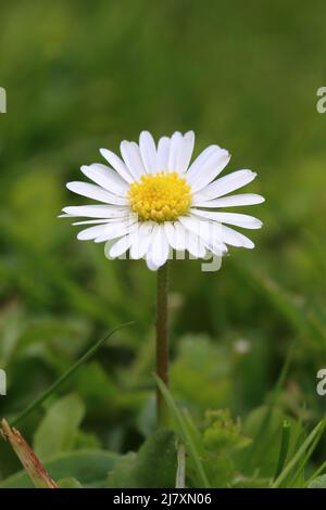 Nahaufnahme eines hübschen kleinen Gänseblümchens vor einem grünen verschwommenen Hintergrund Stockfoto