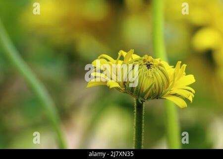 Nahaufnahme einer sich öffnenden Blume einer doronicum-Pflanze vor einem natürlichen, unscharfen Hintergrund, Seitenansicht, Kopierraum Stockfoto