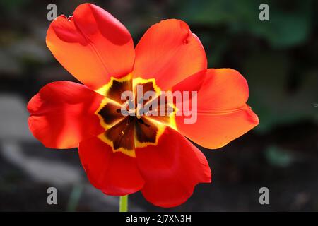 Nahaufnahme einer schönen sonnenbeleuchteten roten Tulpe mit weit geöffneten Blütenblättern vor dunklem Hintergrund Stockfoto