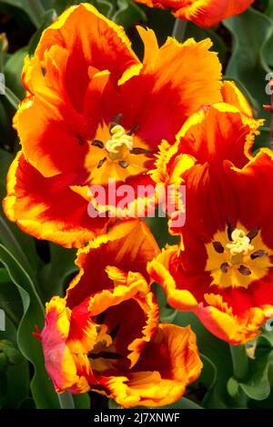 Papageientulpe, rot gelbe Tulpe 'Bright Parrot' Frühlingsblumen Papageientulpen Stockfoto