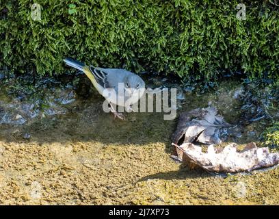 Ein noch jungen Grey Wagtail, Motacilla cinerea, im Ausfluss des swittland Reservoirs, Leicestershire, Großbritannien. Stockfoto