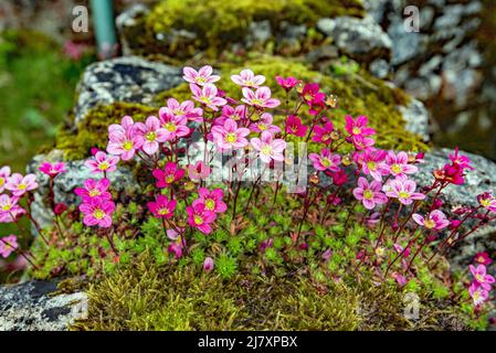 Saxofrage bildet ein dichtes Kissen aus winzigen smaragdgrünen gelappten Blättern mit rot-rosa Blüten auf aufrechten Stielen Stockfoto