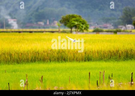 BAC Son Reistal in Vietnam Stockfoto