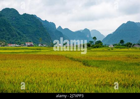 BAC Son Reistal in Vietnam Stockfoto