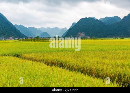 BAC Son Reistal in Vietnam Stockfoto