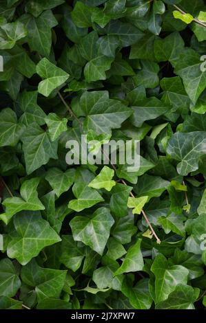 Hedera Helix L. var. baltica Blatt, Klettern gemeinsame Baltic Efeu Textur flach Lay Hintergrund Muster, große detaillierte vertikale Makro Nahaufnahme, frisch neu Stockfoto