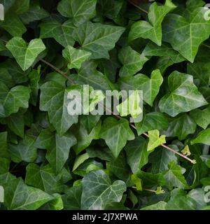 Hedera Helix L. var. baltica Blatt, Klettern gemeinsame Baltic Efeu Textur flach Lay Hintergrund Muster, große detaillierte vertikale Makro Nahaufnahme, frisch neu Stockfoto