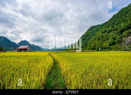 BAC Son Reistal in Vietnam Stockfoto