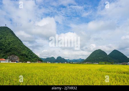 BAC Son Reistal in Vietnam Stockfoto