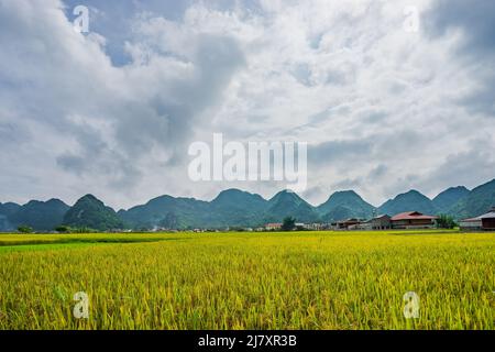 BAC Son Reistal in Vietnam Stockfoto
