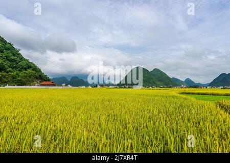 BAC Son Reistal in Vietnam Stockfoto