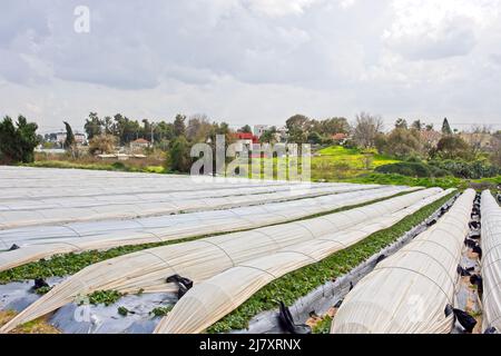 Erdbeeren wachsen auf dem Feld in Reihen. Erdbeerfeld an einem sonnigen Tag. Erdbeeren anbauen. Hochwertige Fotos Stockfoto