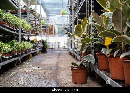 Zimmerpflanzen in Kunststofftöpfen zum Verkauf auf Blumenmarkt oder Geschäft. Verschiedene Ficus im Gewächshaus Stockfoto