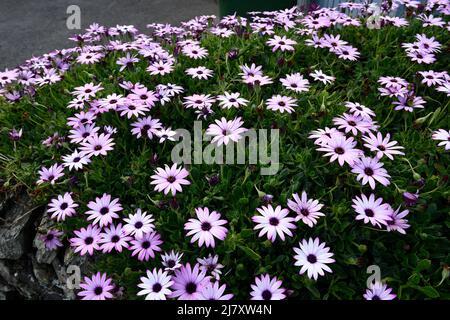 African Daisies (Osteospermum) Flower Port Issac Cornwall England großbritannien Stockfoto