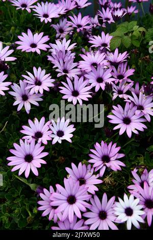 African Daisies (Osteospermum) Flower Port Issac Cornwall England großbritannien Stockfoto