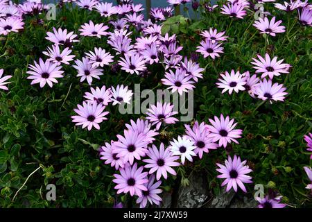 African Daisies (Osteospermum) Flower Port Issac Cornwall England großbritannien Stockfoto