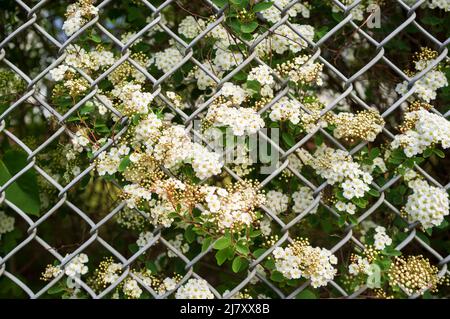 Schöner blühender Strauch hinter einem Metallgitter an einem Frühlingstag. Stockfoto