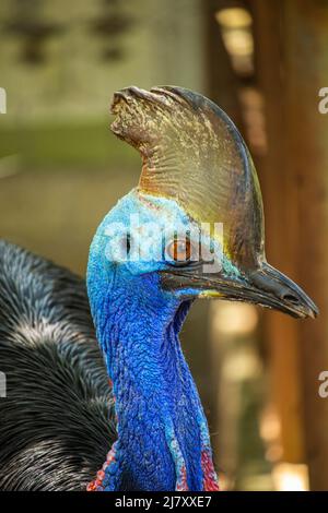 Kassowary in Gefangenschaft, Aceh, Indonesien. Stockfoto